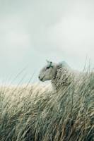 Maud CACHOT - CACHOT MAUD